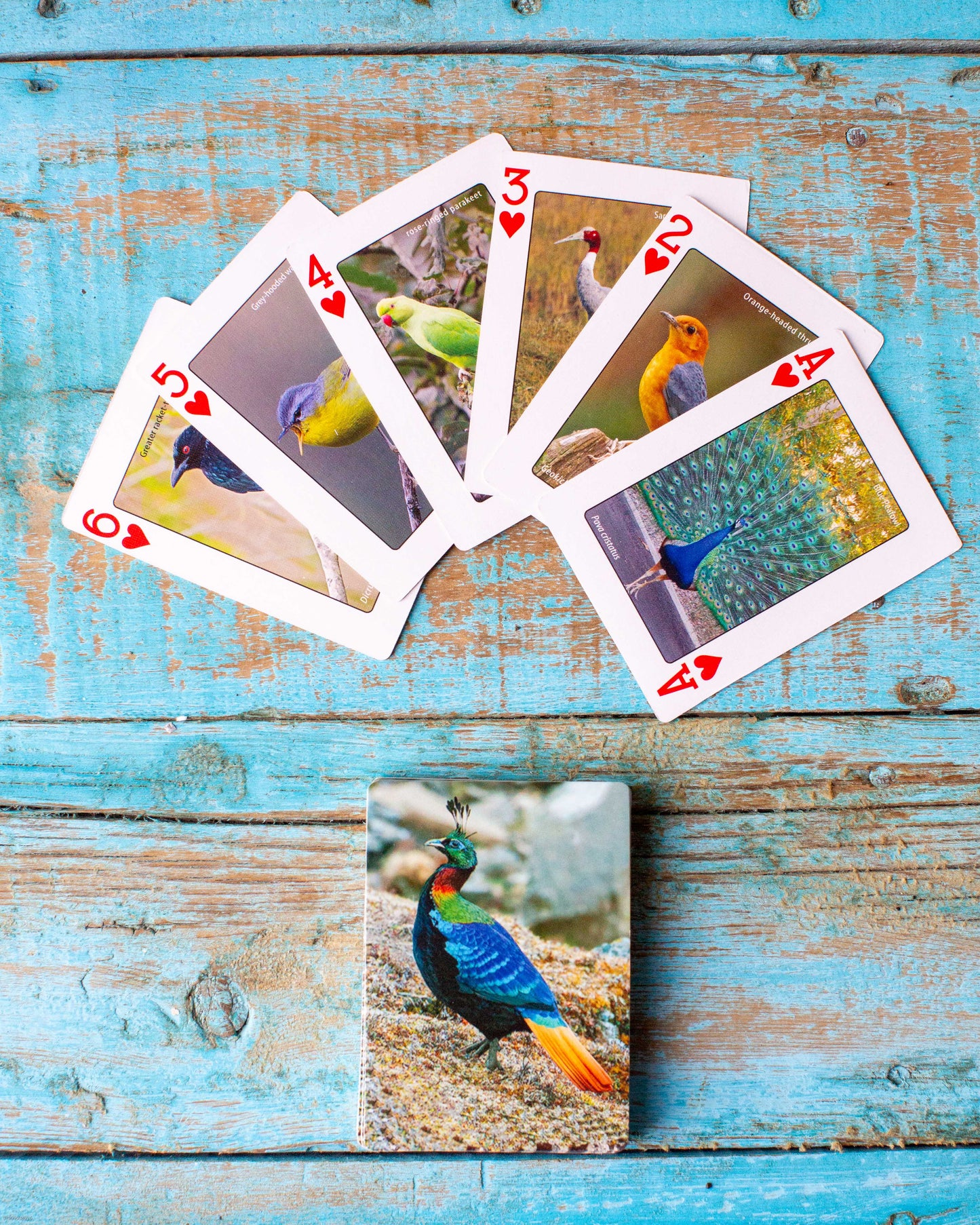 52 Birds of Nepal Playing Cards